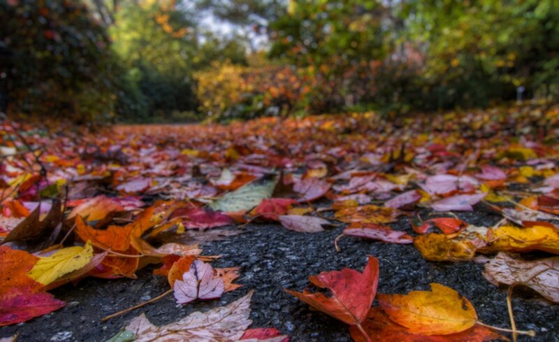 Fallen Leaves on Pavement — Red