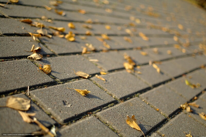fallen leaves on pavement