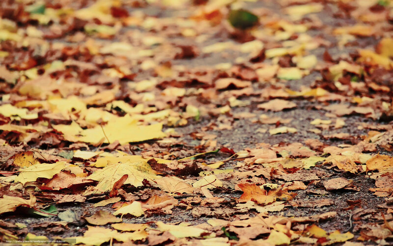 Fallen Leaves on Pavement — Yellow, Calm
