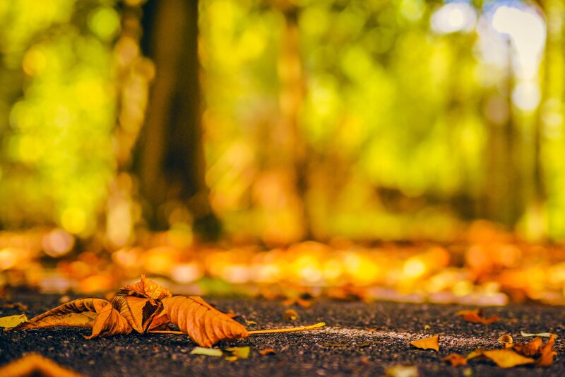 Fallen Leaves on Pavement — Yellow, Serene