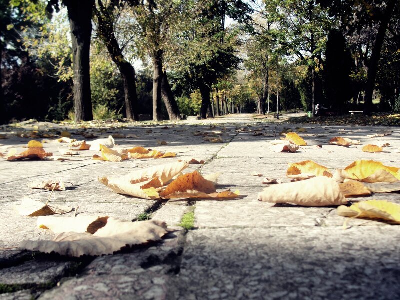 Fallen Leaves on Pavement — Yellow
