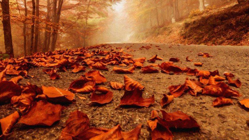 Fallen Leaves on Road — Brown
