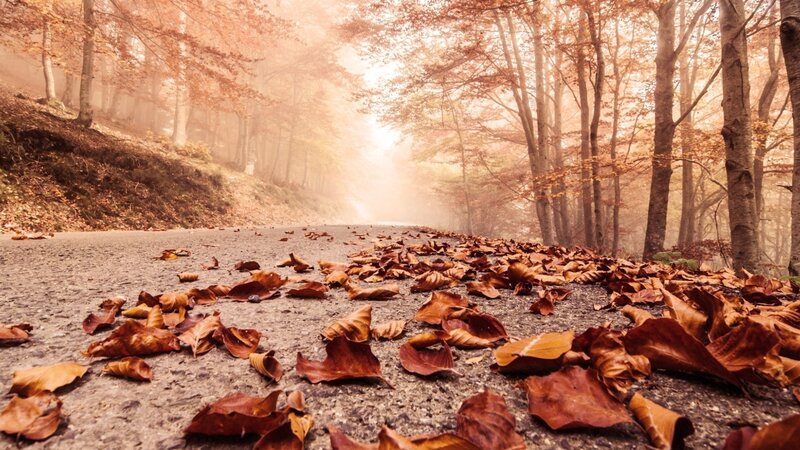 Fallen Leaves on Road