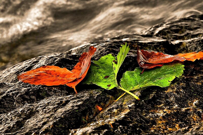 Fallen Leaves on Rock — Green