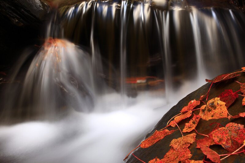 Fallen Leaves on Rock — Red, Serene