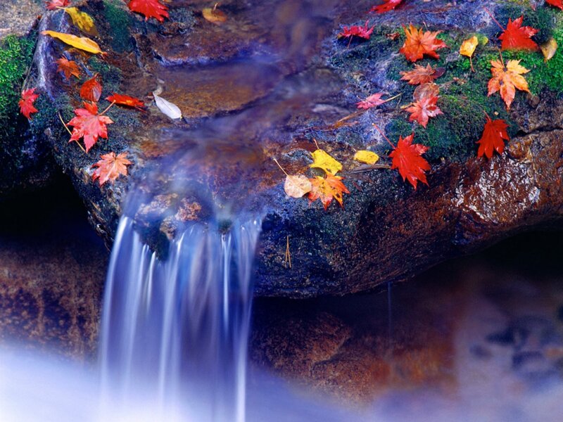 Fallen Leaves on Rock