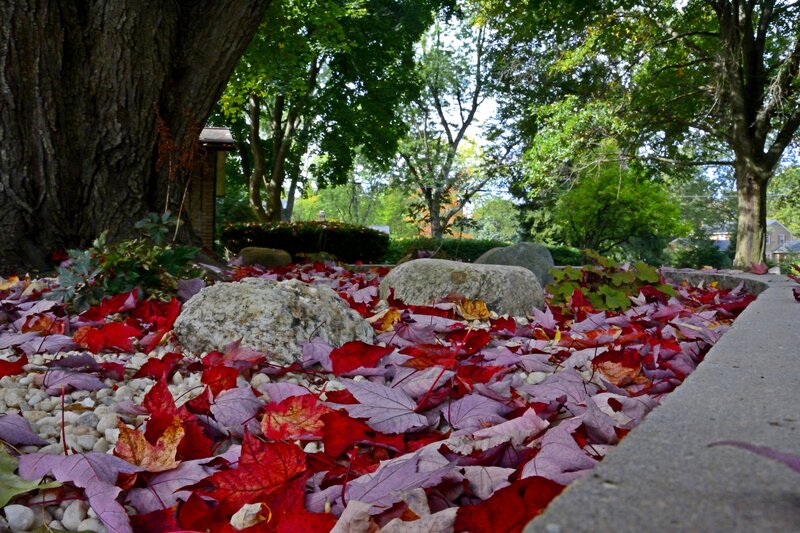 Fallen Leaves on Rocks
