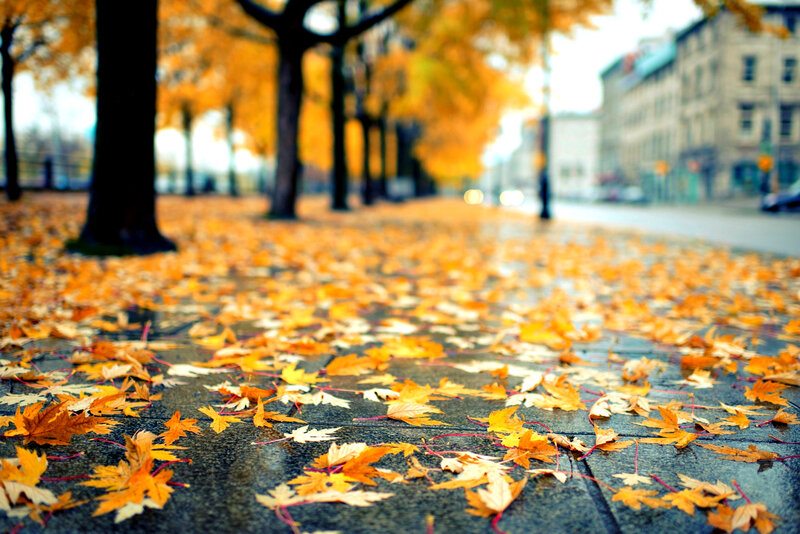 Fallen Leaves on Sidewalk