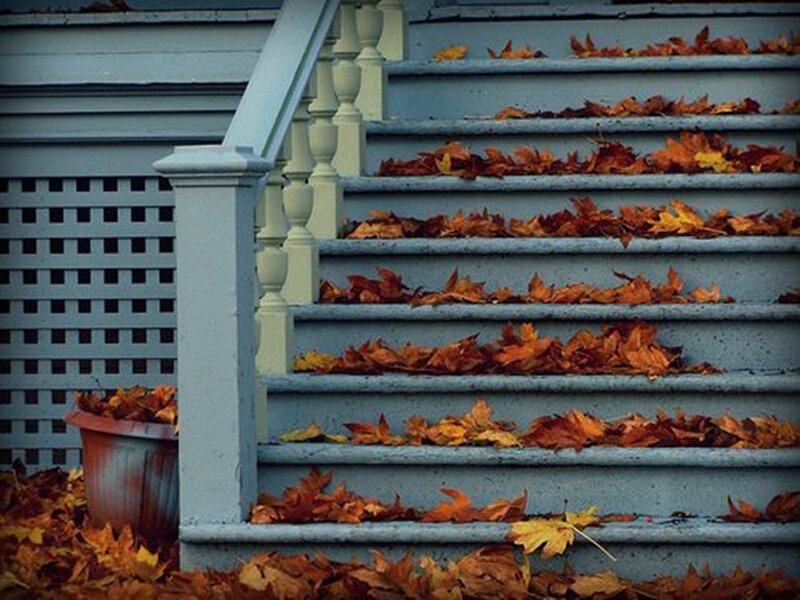 Fallen Leaves on Stairs