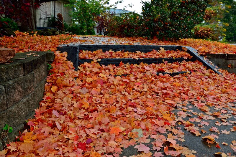 Fallen Leaves on Steps