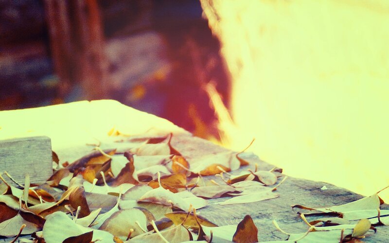 fallen leaves on stone