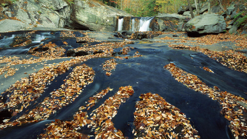 Fallen Leaves on Stream