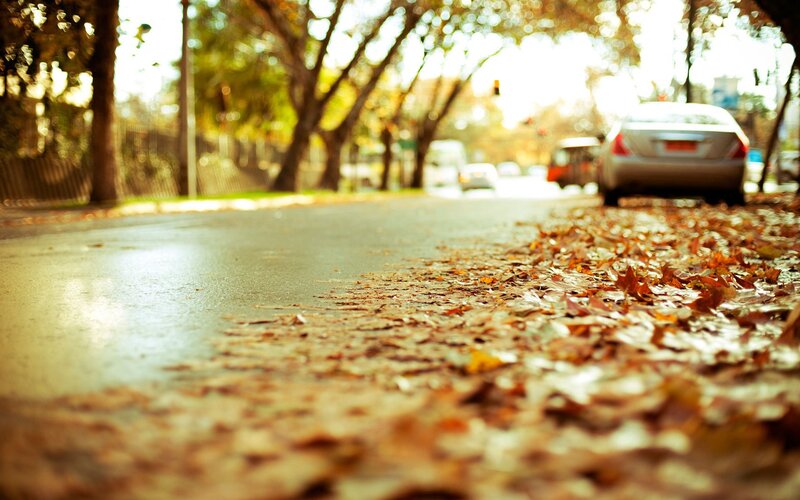 Fallen Leaves on Street — Brown, Serene, Autumn