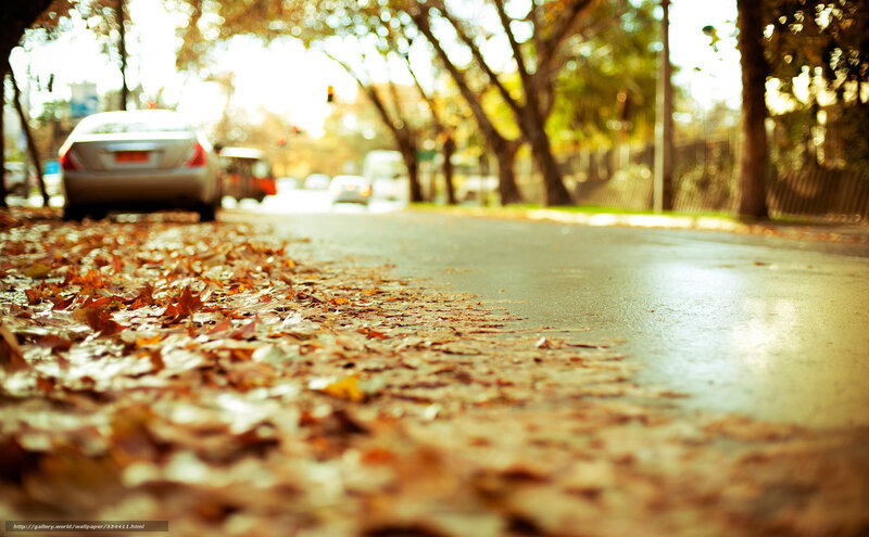 Fallen Leaves on Street