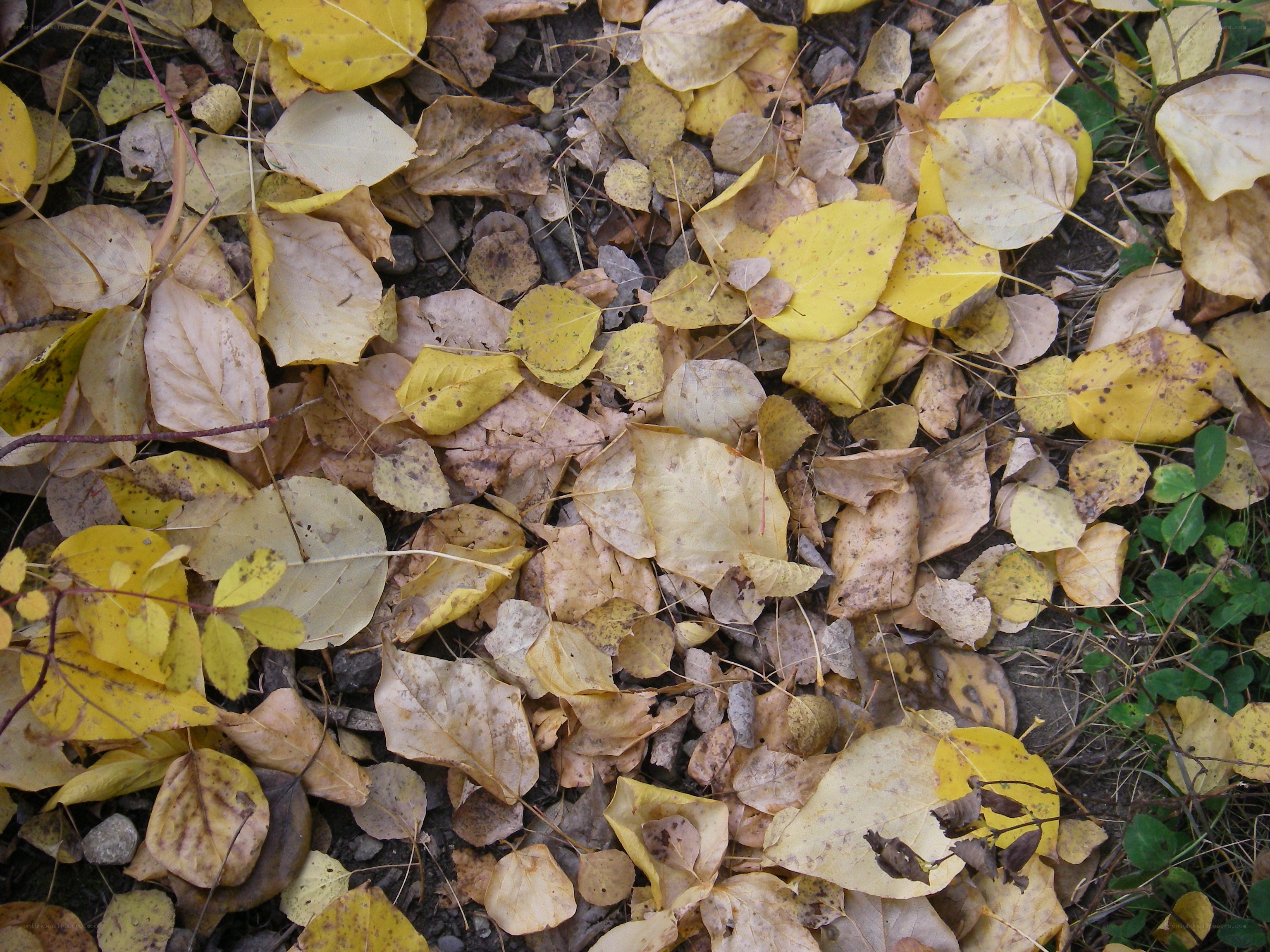 fallen leaves on the ground