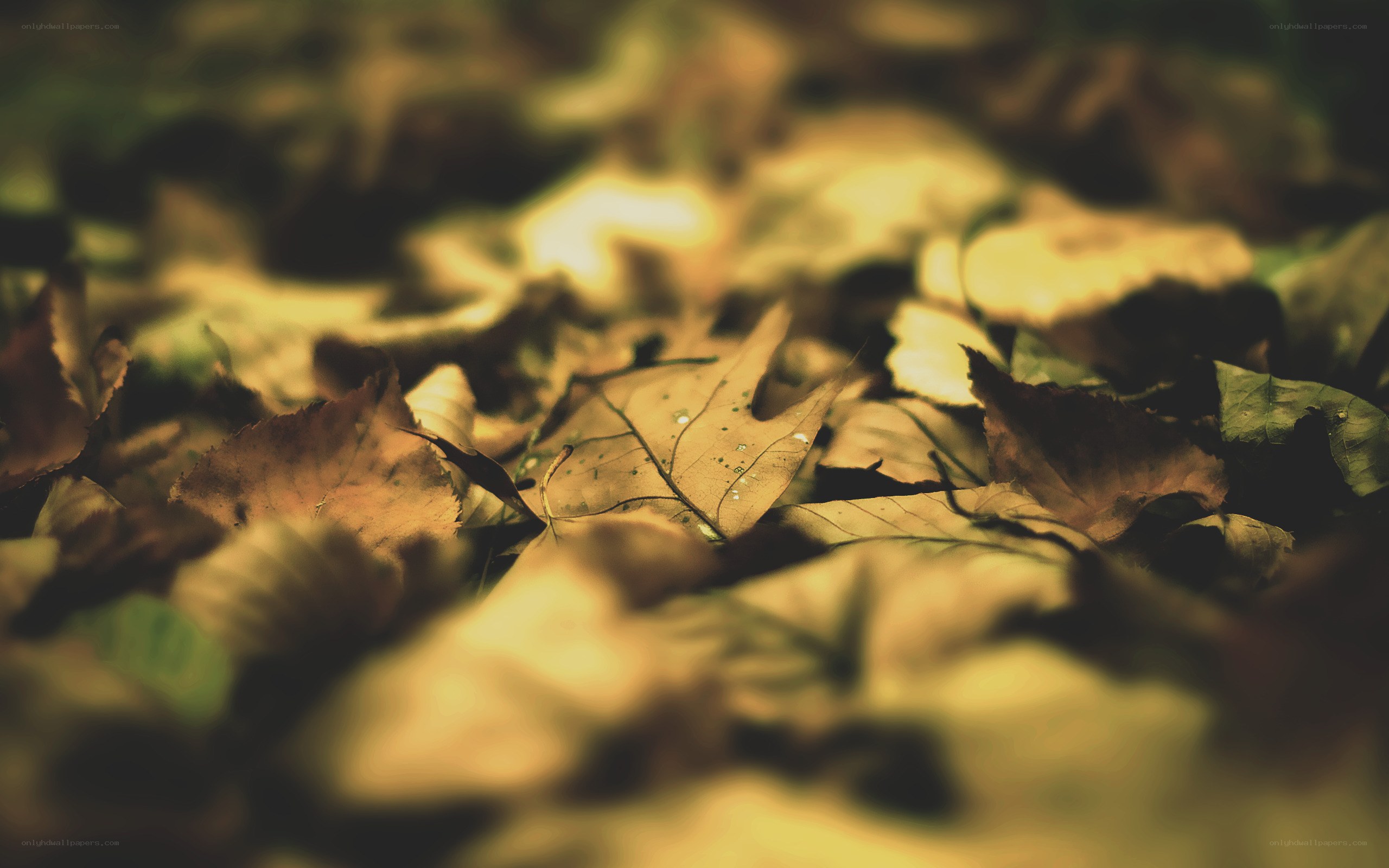fallen leaves on the ground