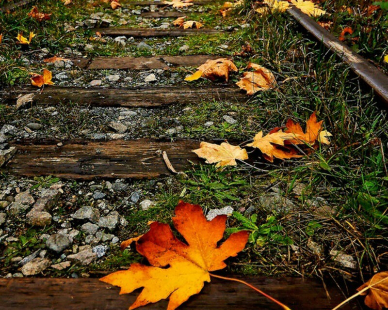 Fallen Leaves on Train Tracks