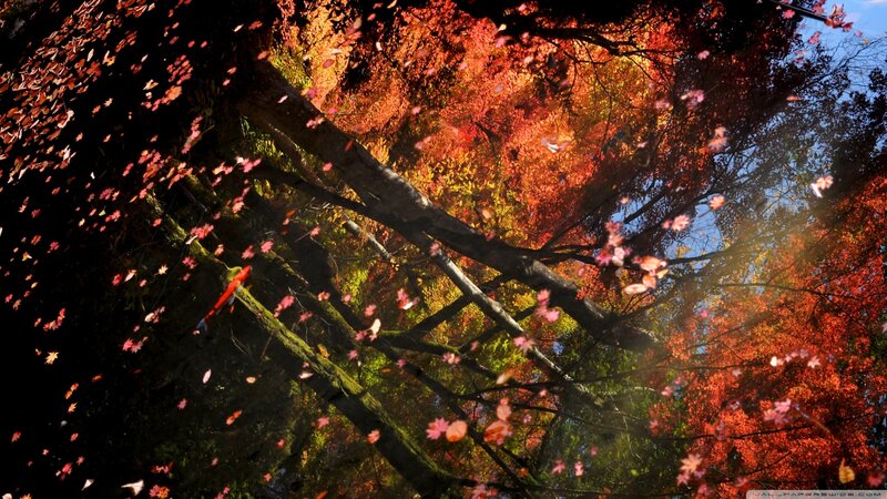 Fallen Leaves on Tree