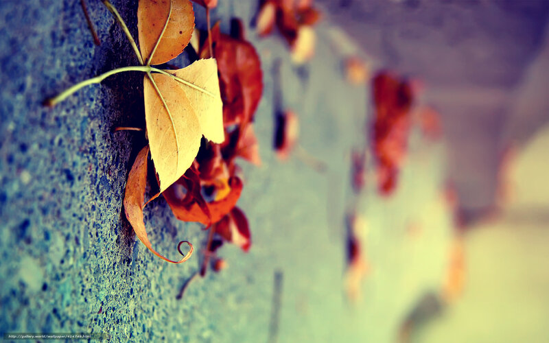 Fallen Leaves on Wall