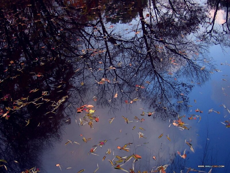 Fallen Leaves on Water — Blue