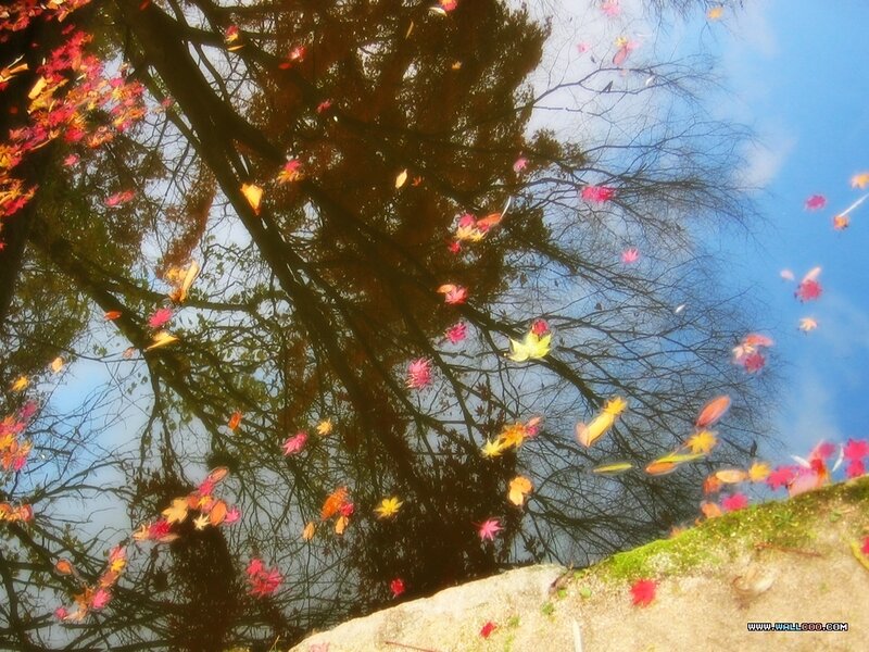 Fallen Leaves on Water