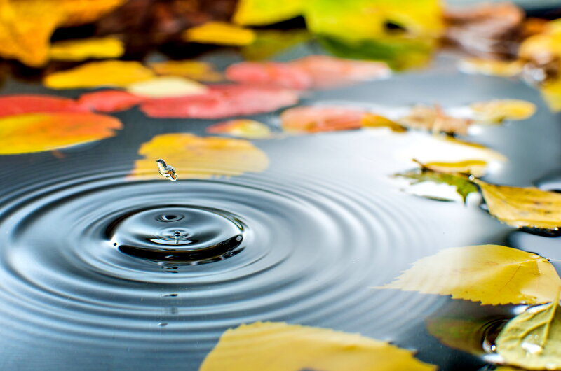 Fallen Leaves on Water — Yellow