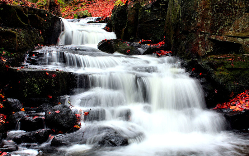 Fallen Leaves on Waterfall