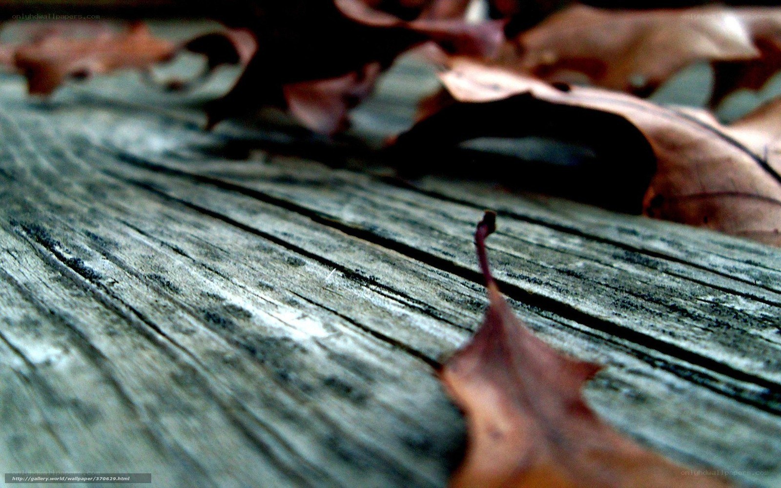 fallen leaves on weathered wood
