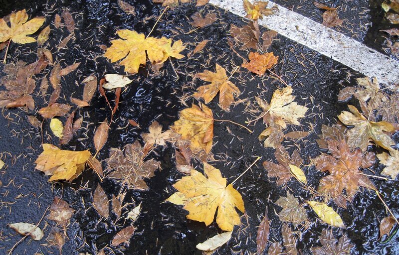 Fallen Leaves on Wet Pavement — Brown
