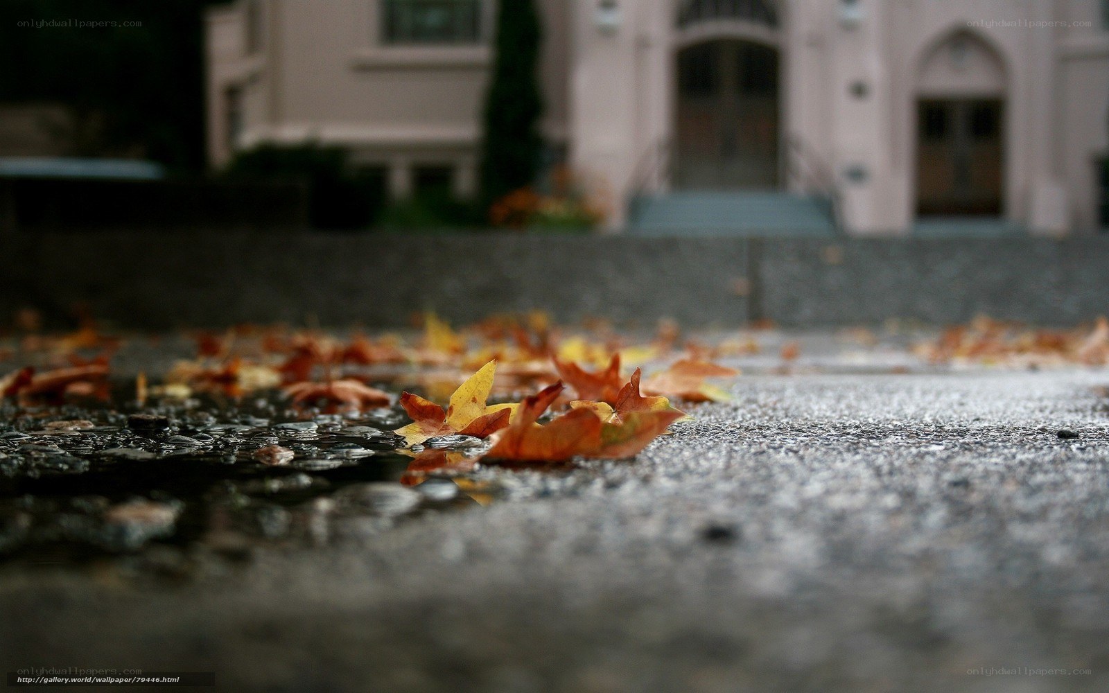fallen leaves on wet pavement