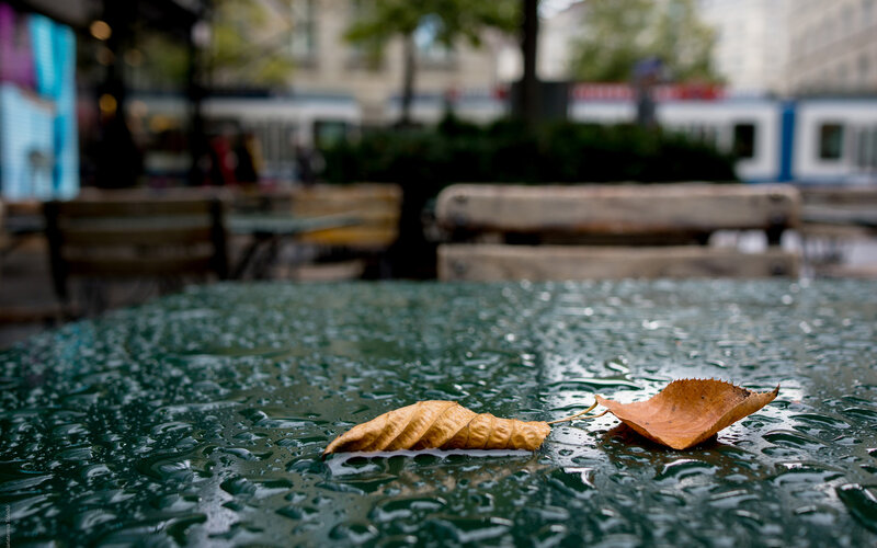 Fallen Leaves on Wet Table