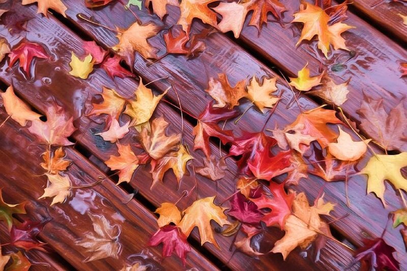 Fallen Leaves on Wood