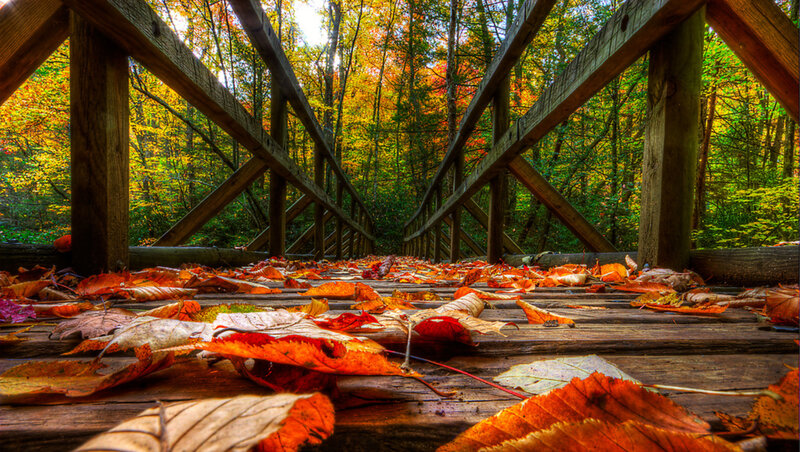 Fallen Leaves on Wooden Bridge