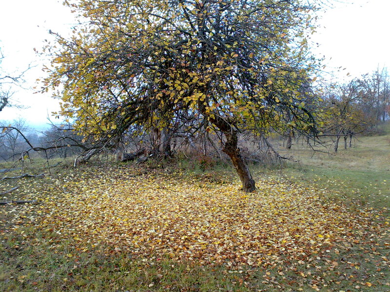 Fallen Leaves under Tree