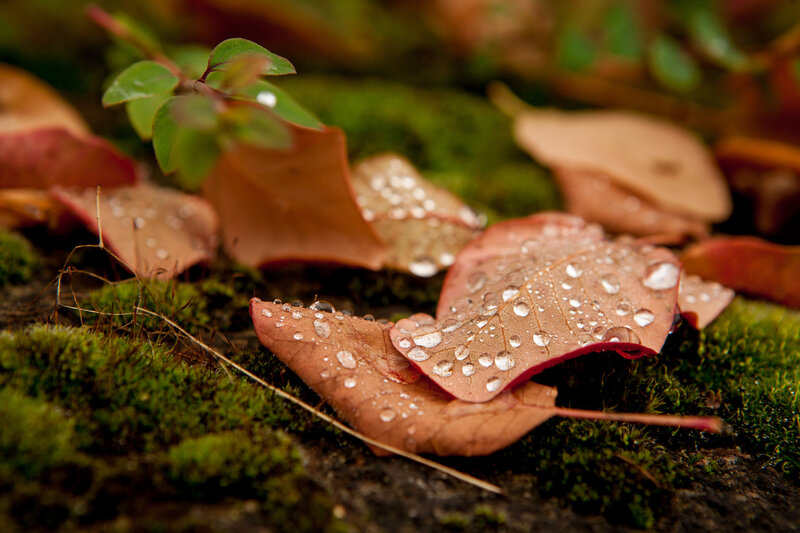 Fallen Leaves with Dew
