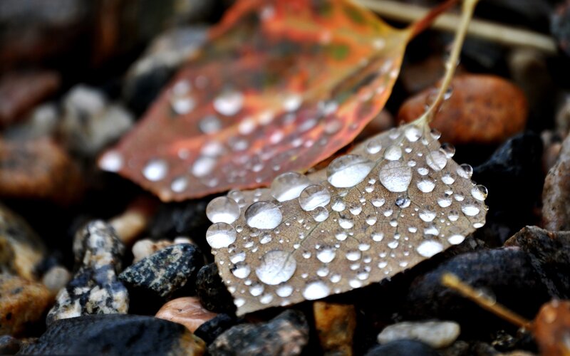 Fallen Leaves with Water Droplets