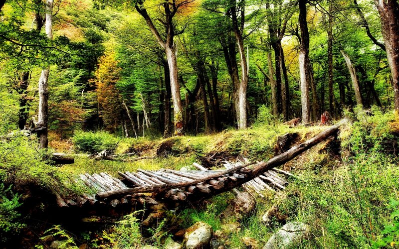 Fallen Log Bridge — Green, Serene, Autumn