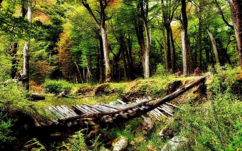 Fallen Log Bridge — Green, Serene