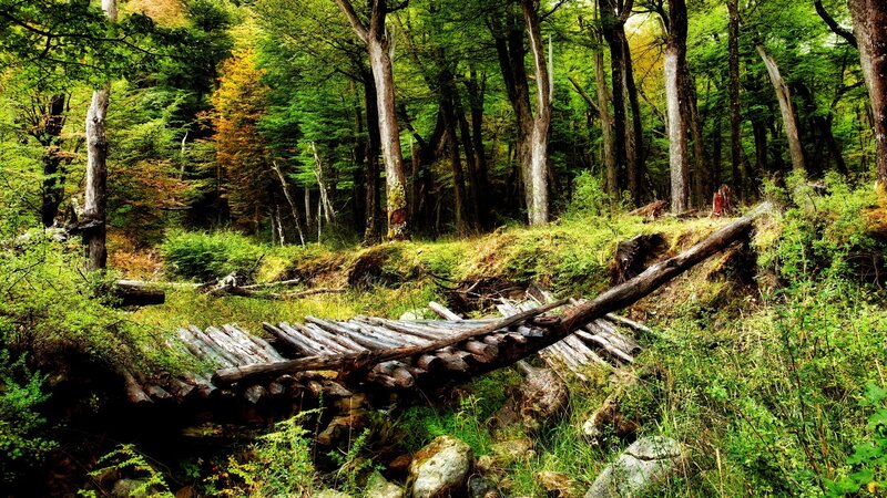 Fallen Log Bridge — Green