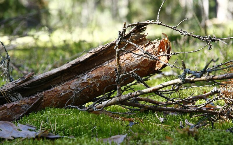 fallen log in forest