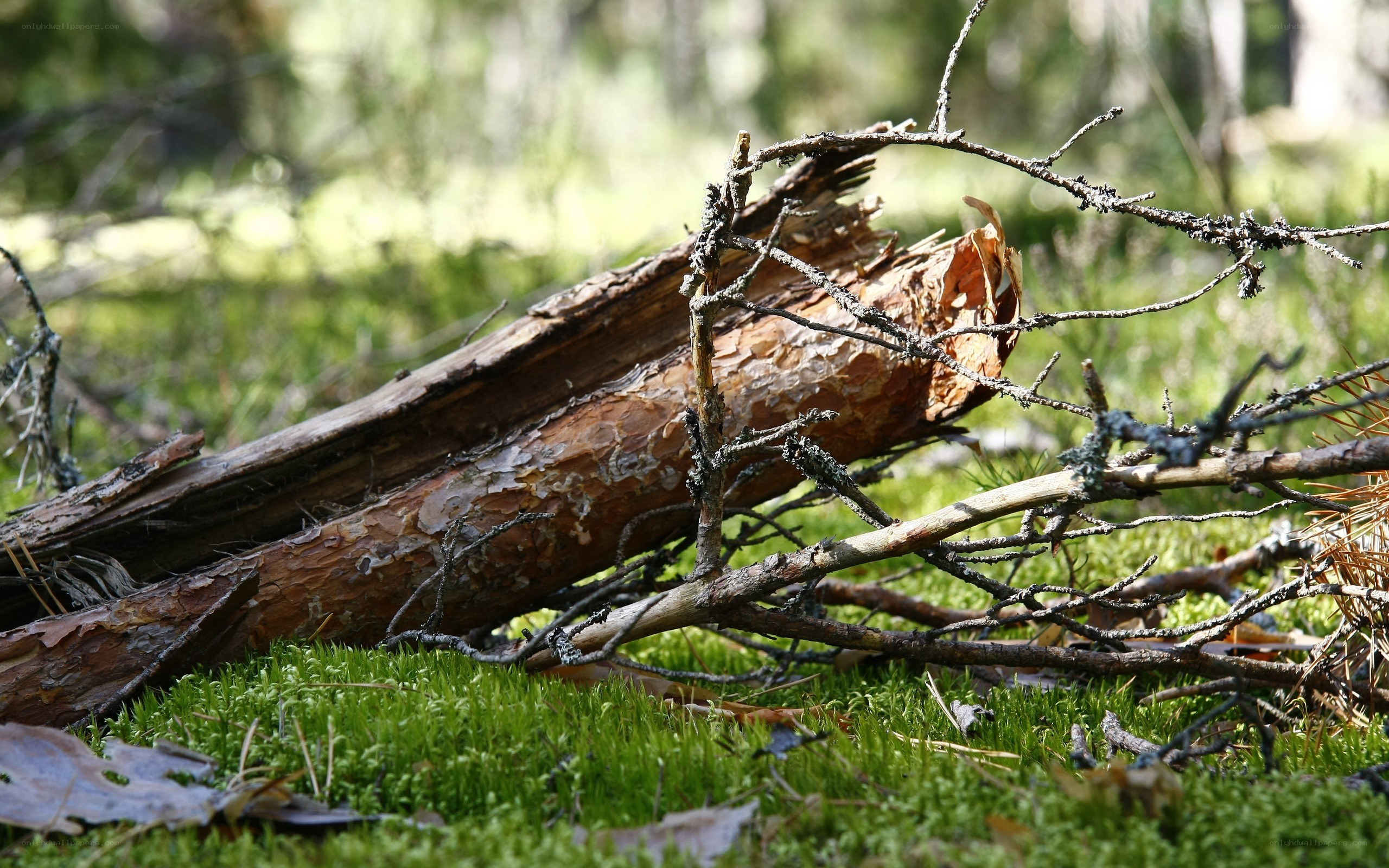 fallen log in forest