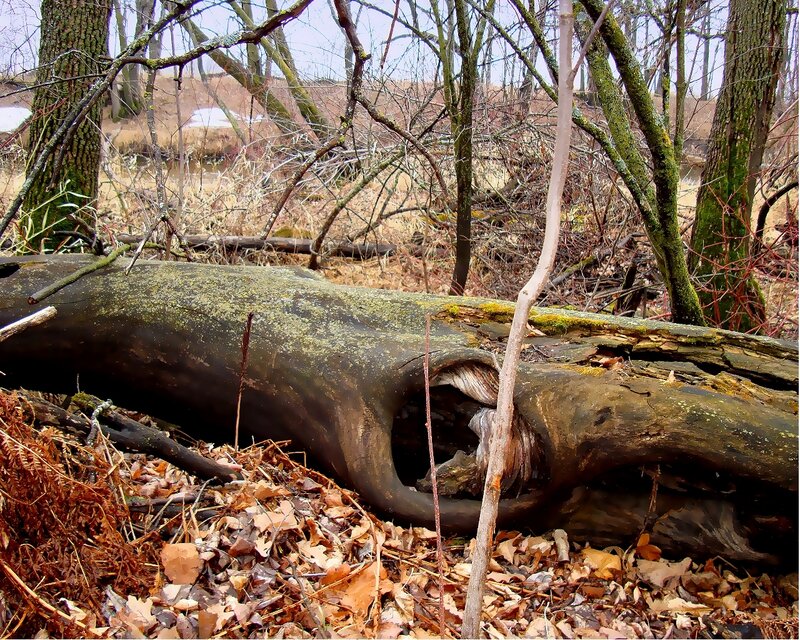 Fallen log in forest