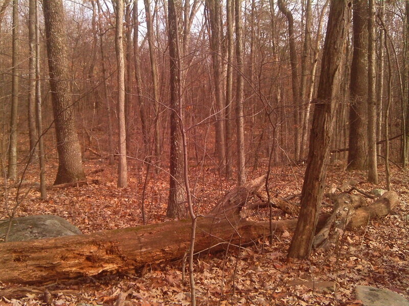 Fallen Log in Forest — Brown, Quiet
