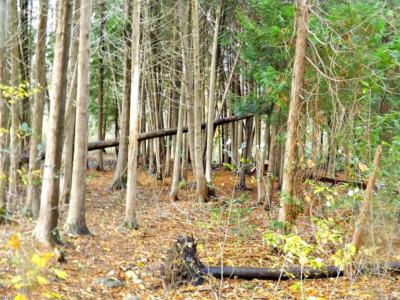 Fallen Log in Forest — Brown, Serene, Autumn