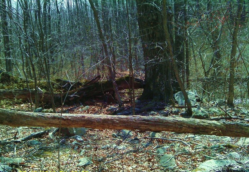 Fallen Log in Forest — Brown