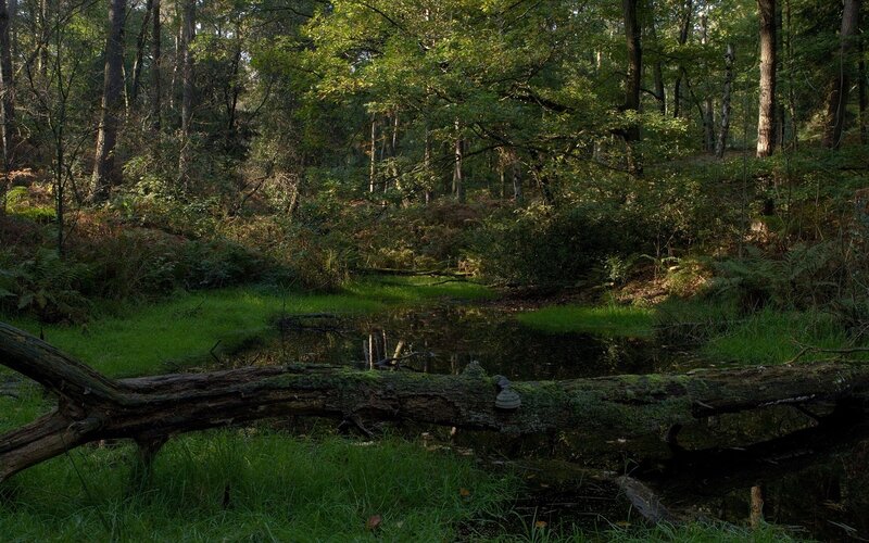 Fallen Log in Forest — Green, Serene, Afternoon, Photograph