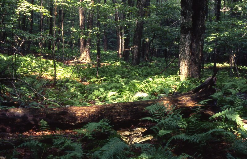 Fallen Log in Forest — Green, Serene, Afternoon