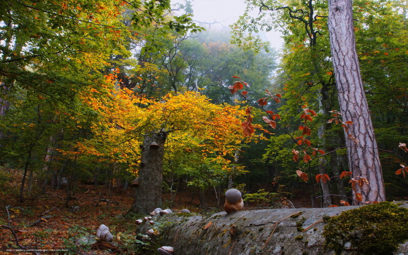 Fallen Log in Forest — Green, Serene, Autumn, Photograph