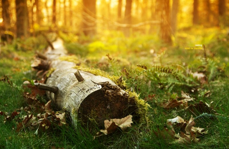 Fallen Log in Forest — Green, Serene, Autumn