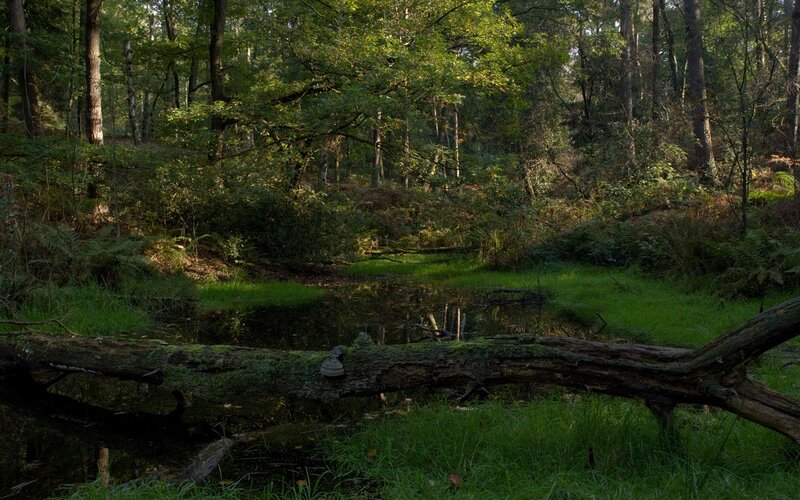 Fallen Log in Forest — Green, Serene